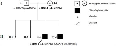 Early Onset of Combined Oxidative Phosphorylation Deficiency in Two Chinese Brothers Caused by a Homozygous (Leu275Phe) Mutation in the C1QBP Gene